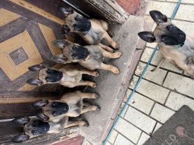 Deutscher Schäferhund/Malinois mischlings welpen