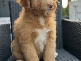 Aussie - Doodle Welpen