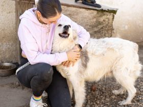 Gnadenplatz für lieben Opi ALASTAIR gesucht