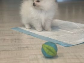 Pomerainian Boo Mini