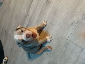 Old englisch Bulldog Welpen