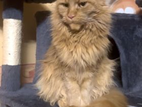 Meine Coon Katzenbabys