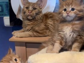 Meine Coon Katzenbabys