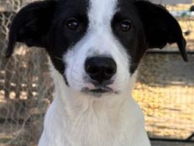 Capper und Cap, geb. ca. 06/2024, lebt in GRIECHENLAND, im städt. Tierheim Serres