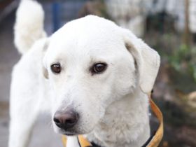 "Weiß wie Schnee... " Snowie hat eine Chance auf ein Zuhause verdient.