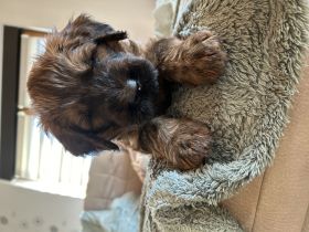 Briardwelpen in fauve