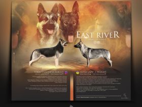 Osteuropäischer Schäferhund Welpen FCI Zucht - DNA HD ED MDR1 DM uvm.