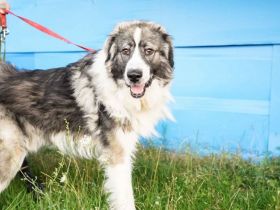 Wer schenkt dem schönen James sein Herz?