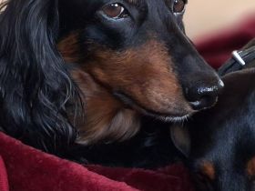 Dackel, Langhaardackel, Zwergdackel