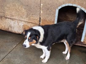 Wer nimmt Pelle seine Angst?