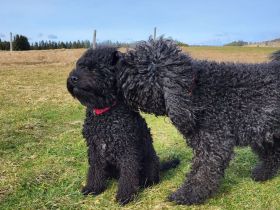 Barbet, französischer Wasserhund