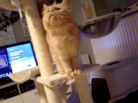 Main coon Dame zu verkaufen