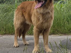 Golden Retriever deckrüde