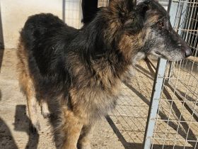 Faxe & Snorre, geb. ca. 11/2017, leben in GRIECHENLAND, im städt. Tierheim Serres