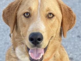 Hector, geb. ca. 11/2022, lebt in GRIECHENLAND, im städt. Tierheim Serres