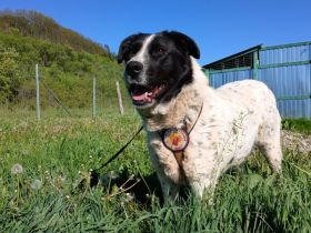 Hier Ist Lilly, unsere tolle schwarz-weiß gepunktete Mischlingshündin. Adopt. Don´t shop.