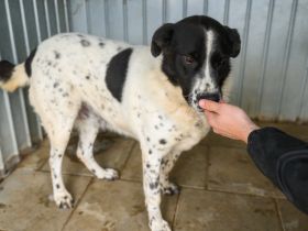 Hier Ist Lilly, unsere tolle schwarz-weiß gepunktete Mischlingshündin. Adopt. Don´t shop.