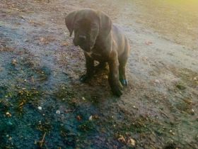 Cane corso welpen
