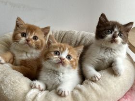 Reinrassige BKH kitten choco und red