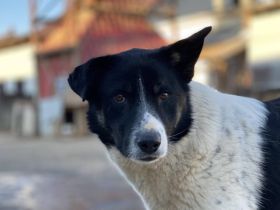 Ex-Kettenhund,Collin, sucht unbeschwerte Freiheit. Bei dir?