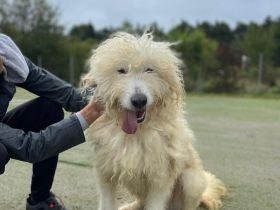 Eisbär Wooly sucht sein Für-Immer-Zuhause