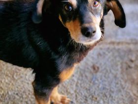 Bogi, ein freundlicher, kleiner Bub, möchte adoptiert werden