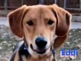 Emmi und Eddie, 05/23 - 2 Schlappohren suchen ihr Glück