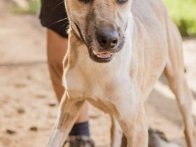 Özi, die große Rennsemmel auf vier Pfoten