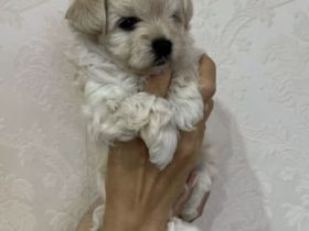 Maltipoo f1 mini