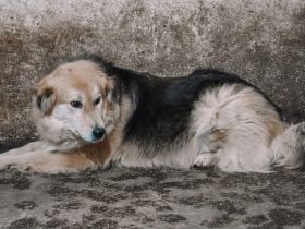 Magst du Inga ein Zuhause schenken?