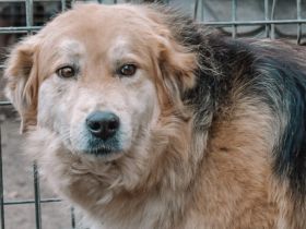 Magst du Inga ein Zuhause schenken?