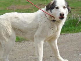 Terence (w) wurde von der Straße gerettet & sucht nun ein Zuhause