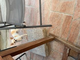 Chihuahua mit Ahnentafel