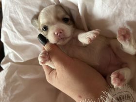 Chihuahua hündin welpe zu verkaufen