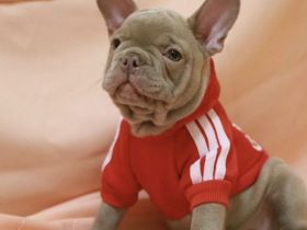 Französische Bulldogge