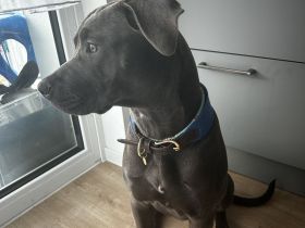 American Bully Hündin