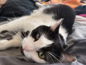 Taranis, hast du einen Platz für diesen wunderbaren Kater?