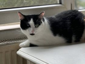 Taranis, hast du einen Platz für diesen wunderbaren Kater?