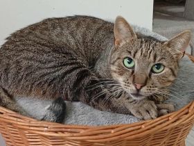 Tigrinya sucht ein empathisches Zuhause