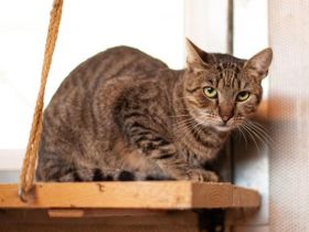 Tigrinya sucht ein emphatisches Zuhause