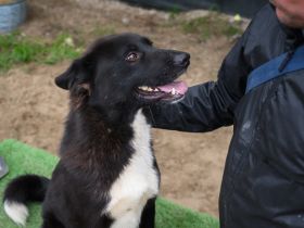 Hallo, ich bin Caruso. Adoptierst du mich?