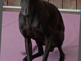 Italienisches Windspiel Deckrüden