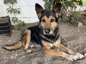 Flash, geb. ca. 09/2017, lebt in GRIECHENLAND, auf einer privaten Pflegestelle