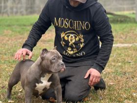 American Bully Pocket