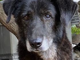 Bolt, geb. ca. 09/2017, lebt in GRIECHENLAND, auf einer privaten Pflegestelle