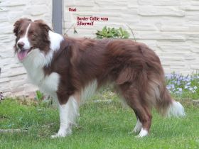 Border Collie Deckrüde