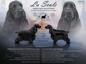 Hochwertige englische Cocker Spaniel-Welpen