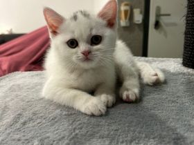 Wunderschöne british Kurzhaar Mädels