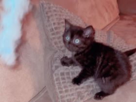 BKH Katze 3 Monate alt