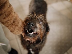 Liebenswerter Rauti sucht sein Zuhause